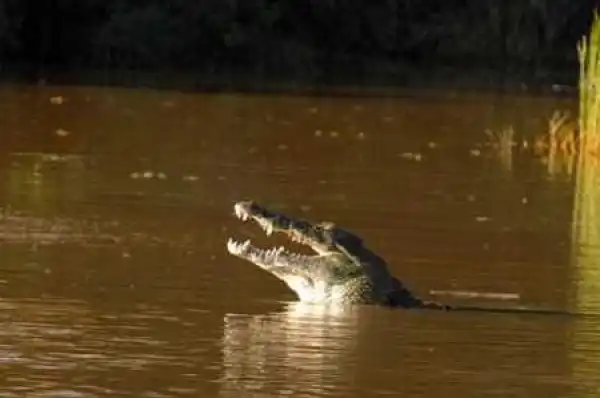 Unbelievable! Crocodile Snatches and Eats Young Footballer During Training Near a River...Shocking Details